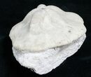 Fossil Sea Biscuit (Clypeaster) - Austria #5438-1